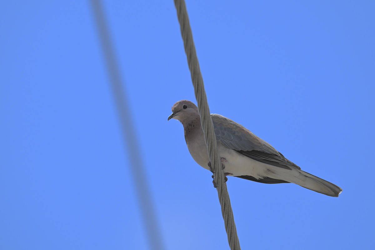 Өөдсөн хүүрзгэнэ - ML643866789