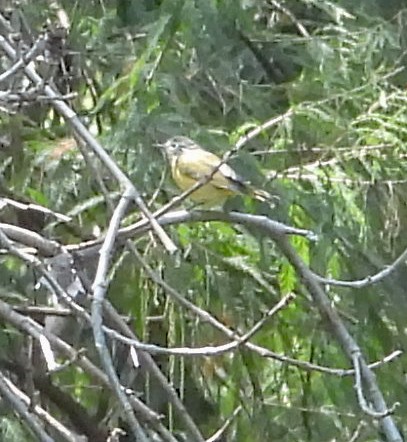 Virginia's Warbler - ML643866792