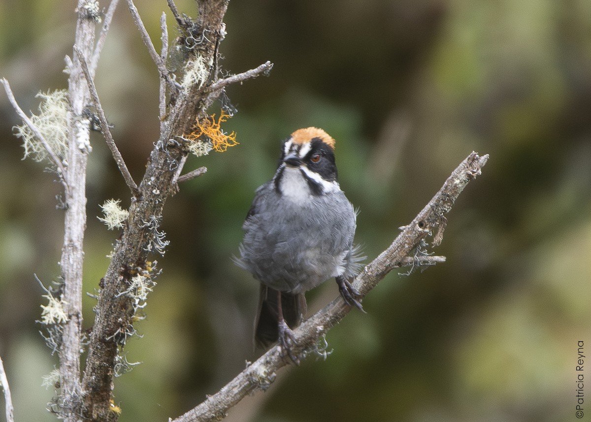 Peruvian Slaty Brushfinch - ML643866799