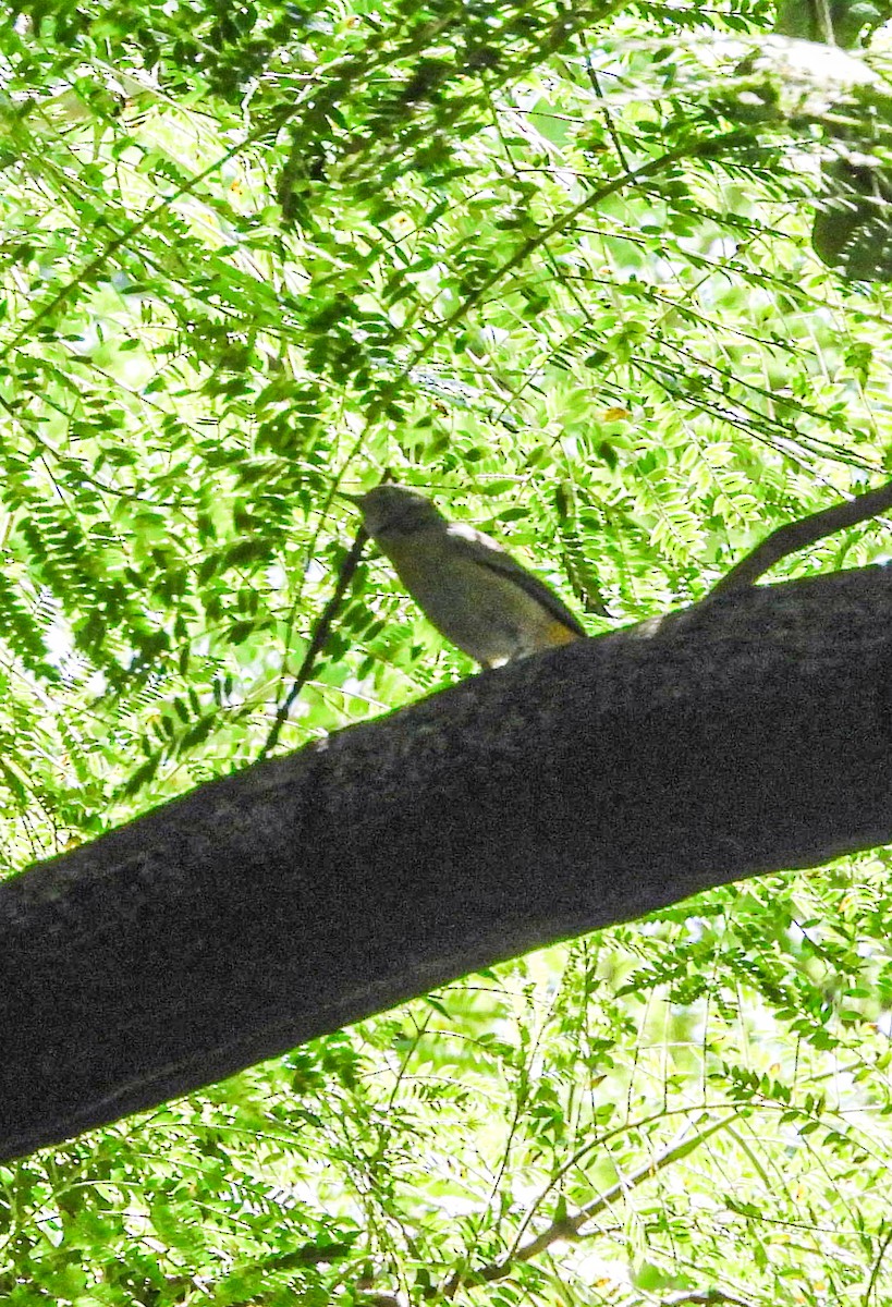 Virginia's Warbler - ML643866802