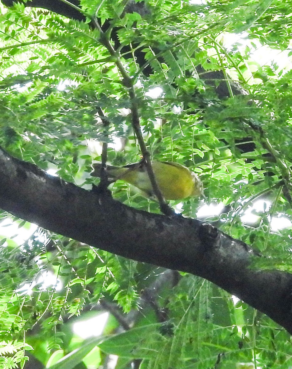 Nashville Warbler - ML643866803