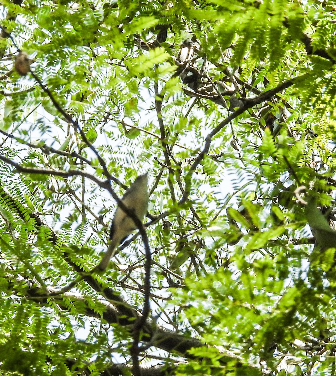 Nashville Warbler - ML643866804