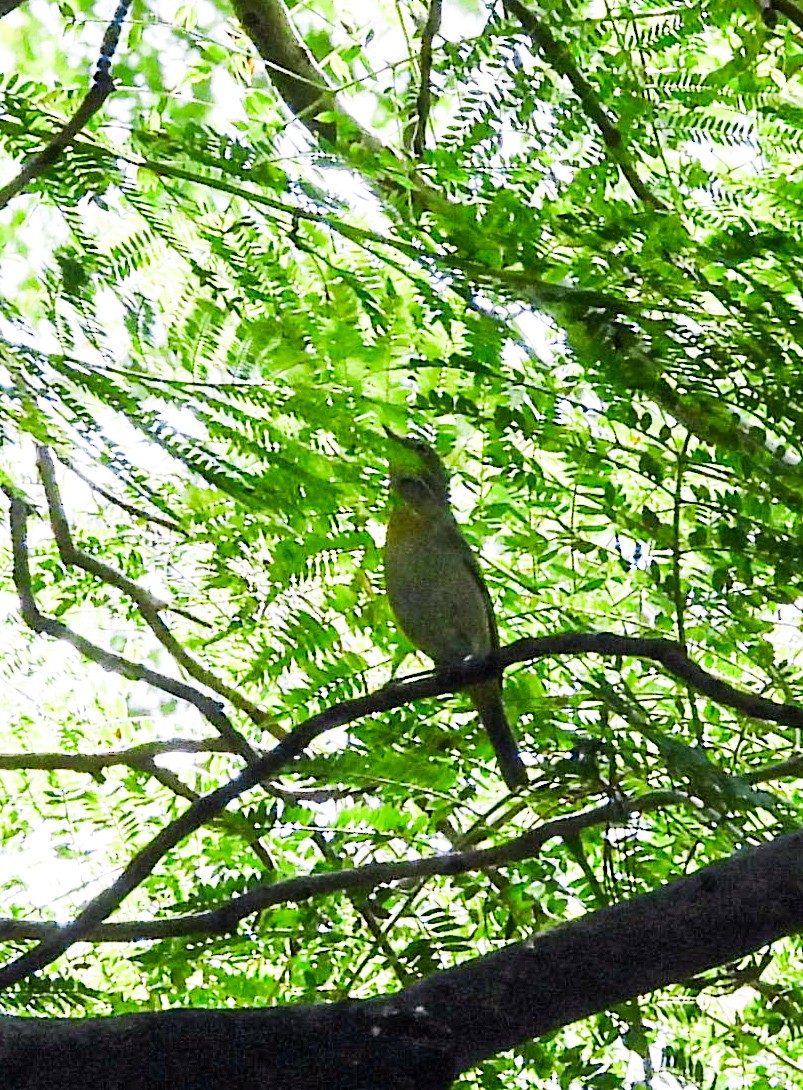 Nashville Warbler - ML643866805