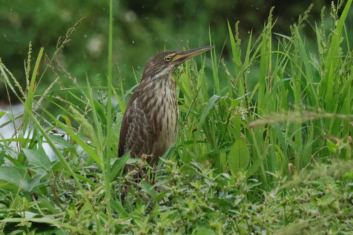Cinnamon Bittern - ML643866812