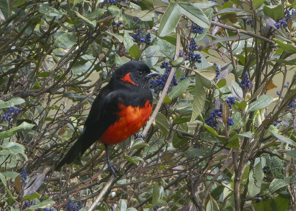 Scarlet-bellied Mountain Tanager - ML643866813