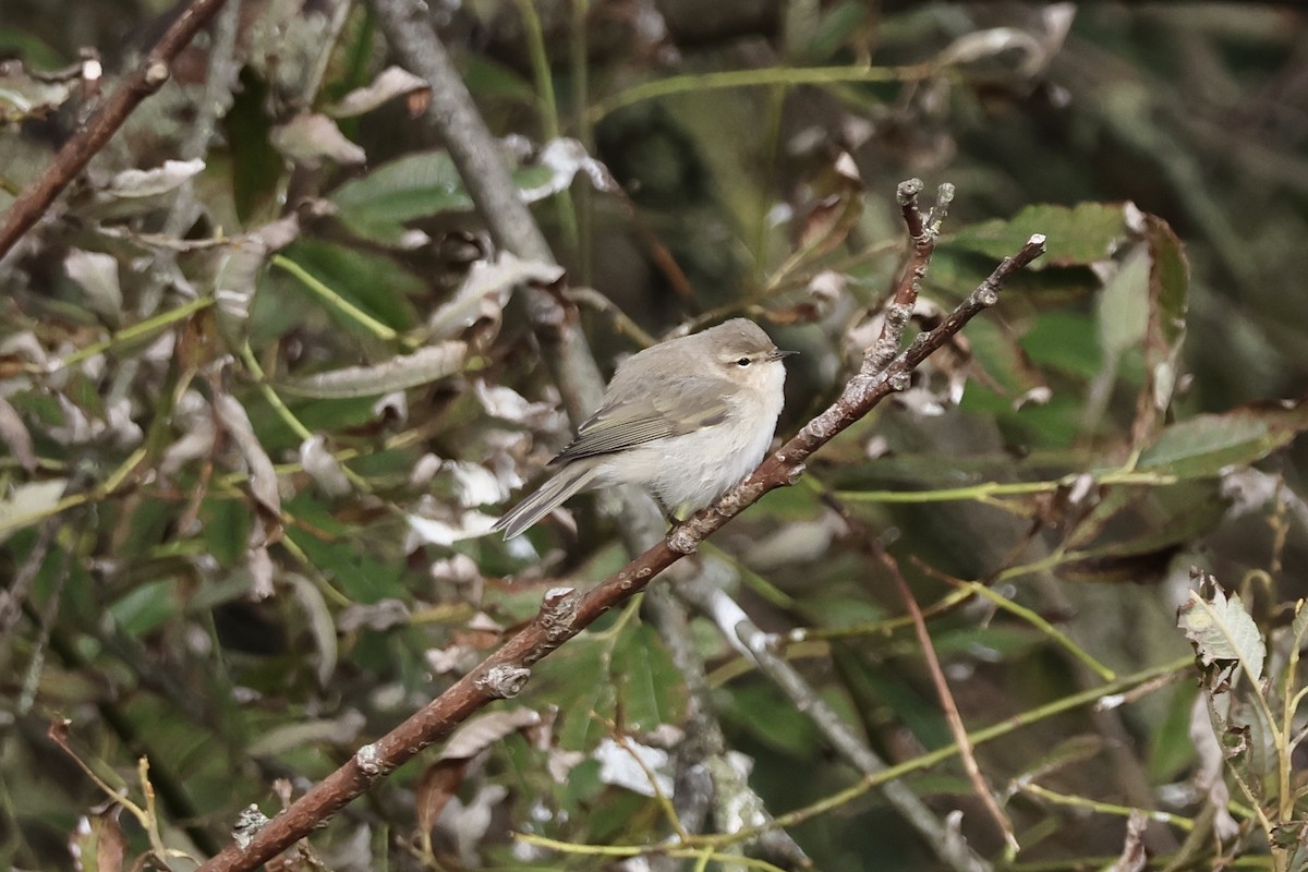 Common Chiffchaff (Siberian) - ML643866814