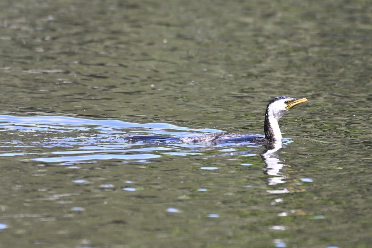 Little Pied Cormorant - ML643866816
