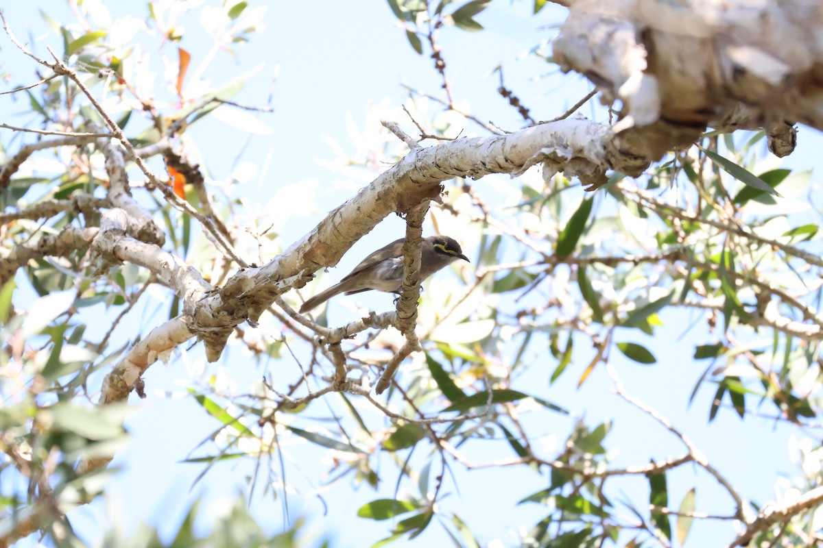 Yellow-faced Honeyeater - ML643866818