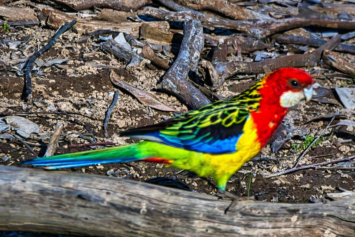 Eastern Rosella - ML643866829