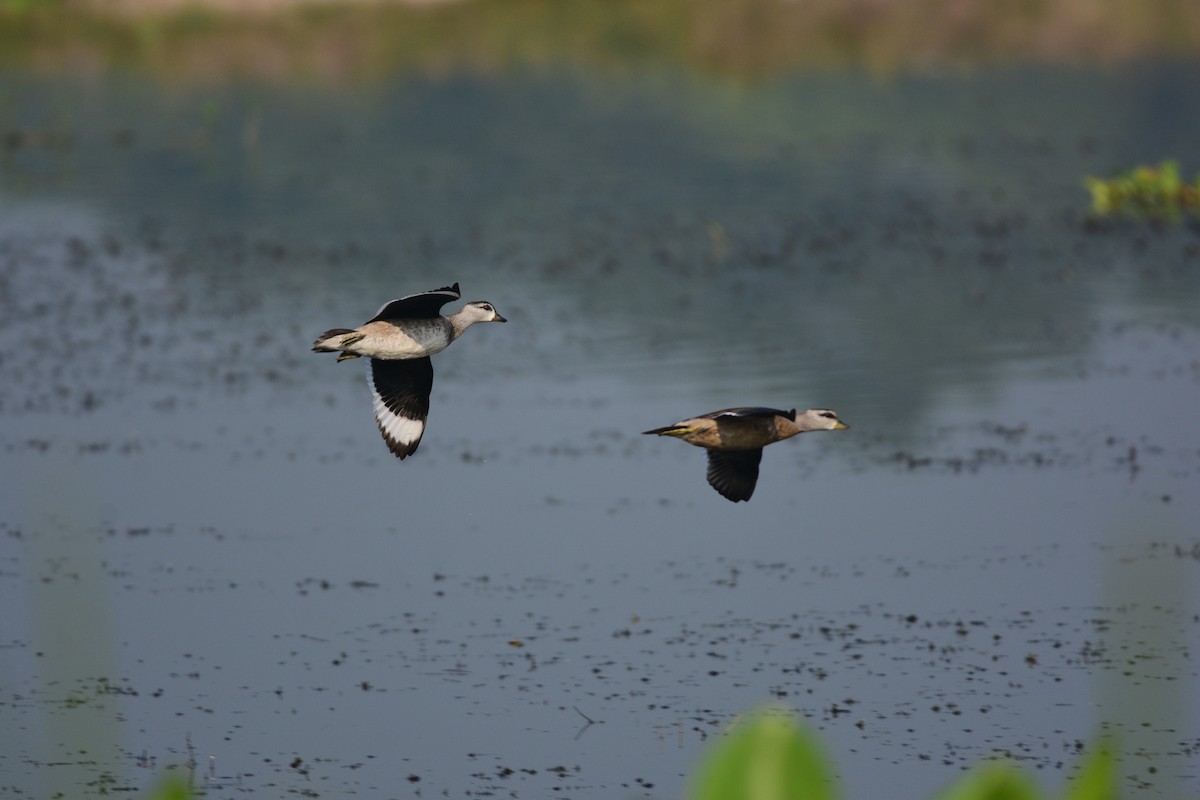 Cotton Pygmy-Goose - ML643866830