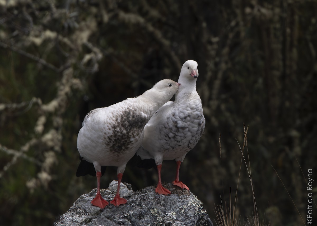 Andean Goose - ML643866842