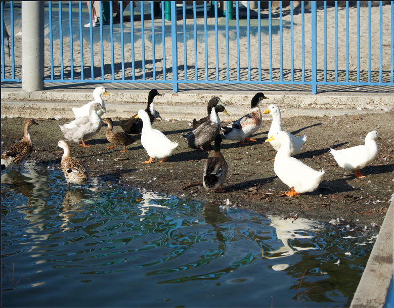 duck sp. - ML643866849