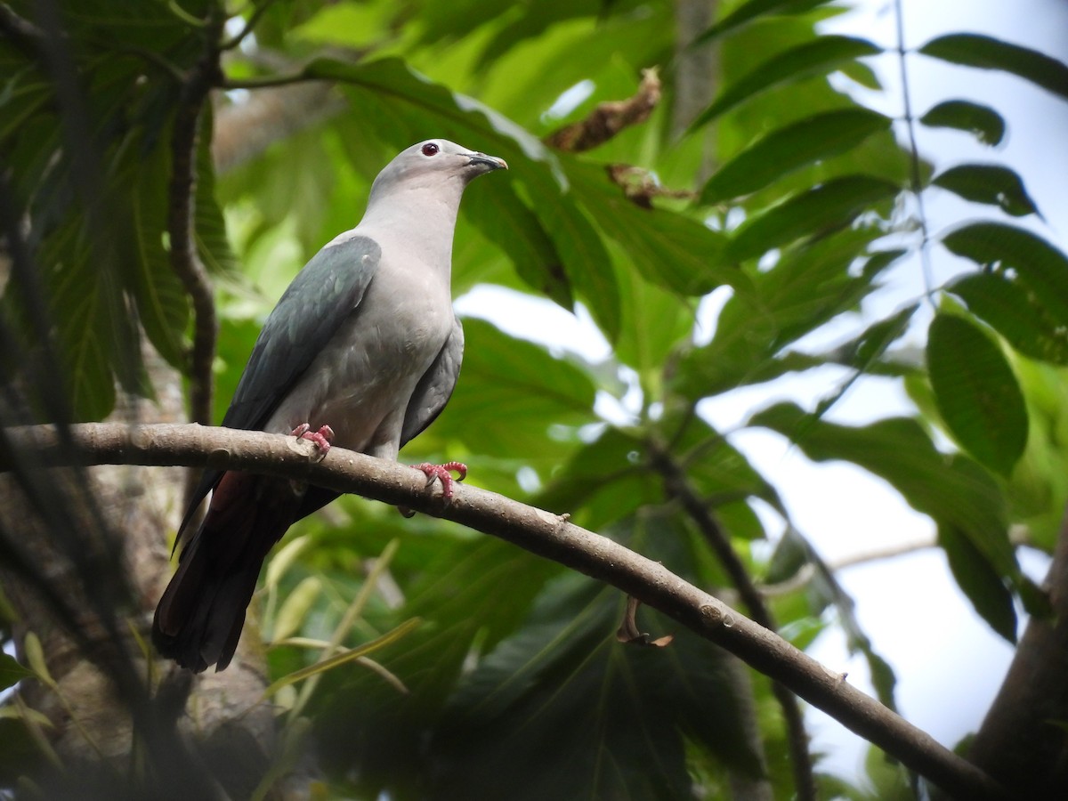 Island Imperial-Pigeon - ML643866851