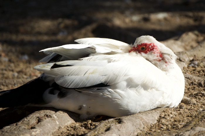 duck sp. - ML643866852