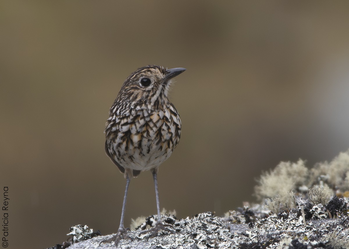 Stripe-headed Antpitta - ML643866861