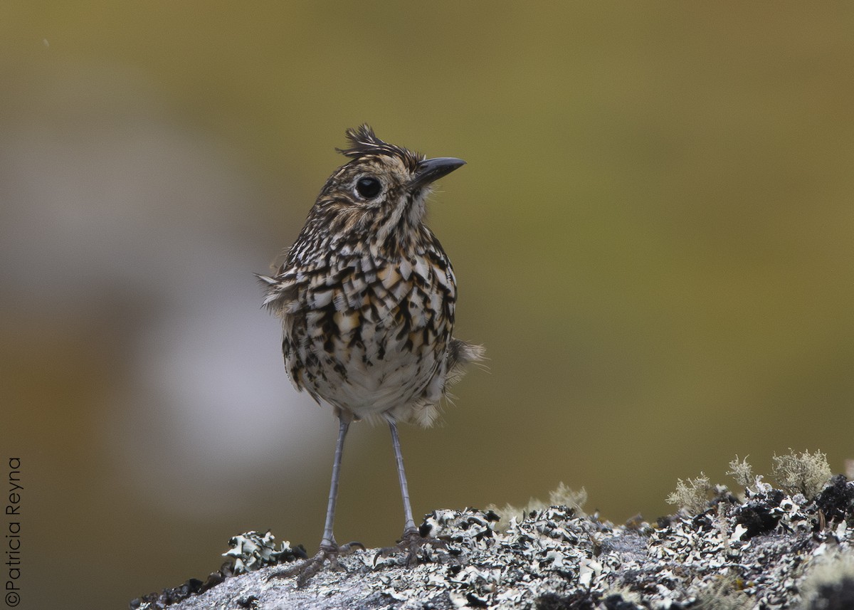 Stripe-headed Antpitta - ML643866862