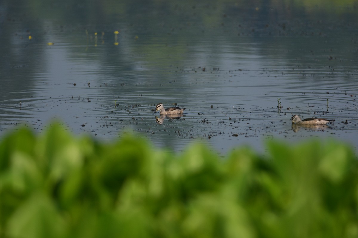 Cotton Pygmy-Goose - ML643866865
