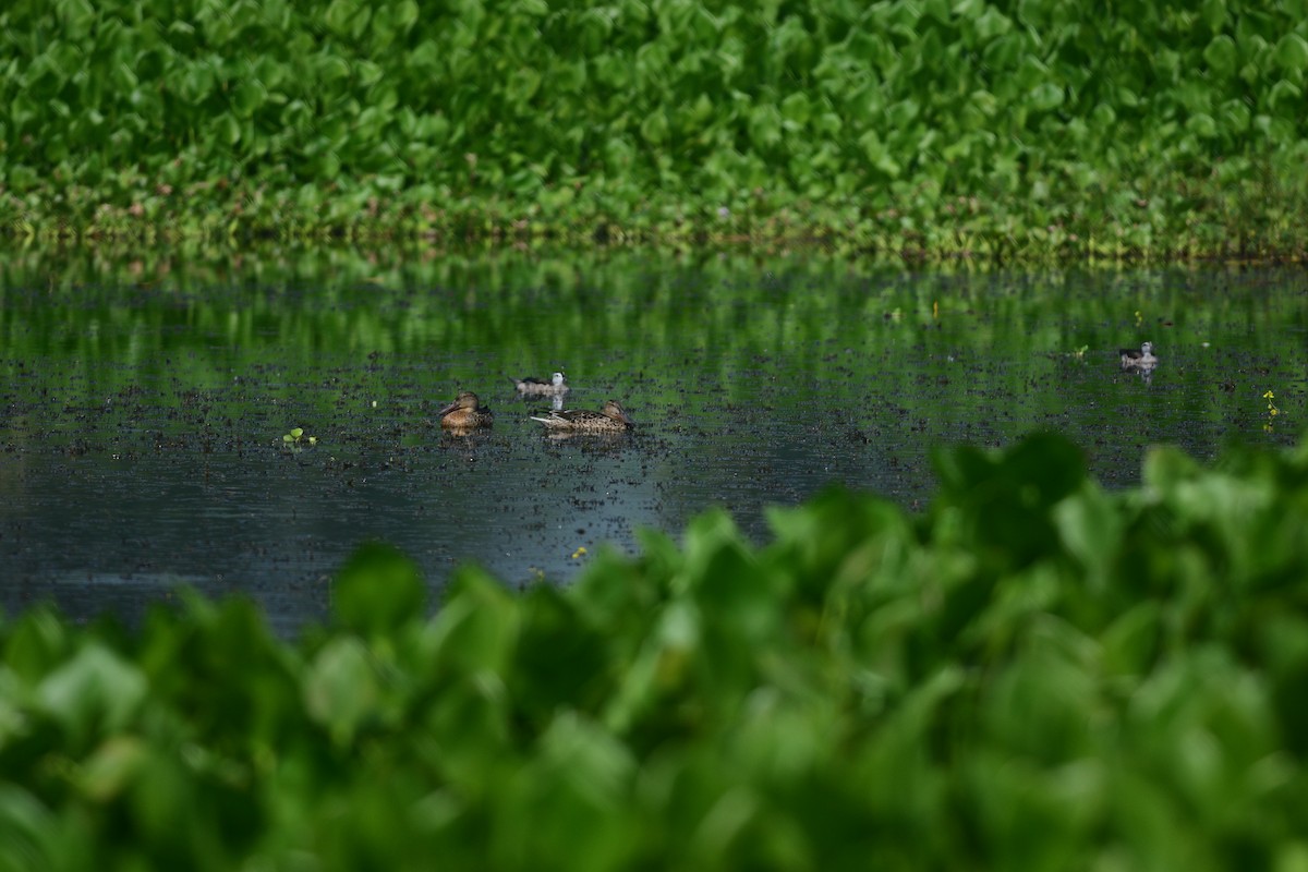 Northern Shoveler - ML643866874