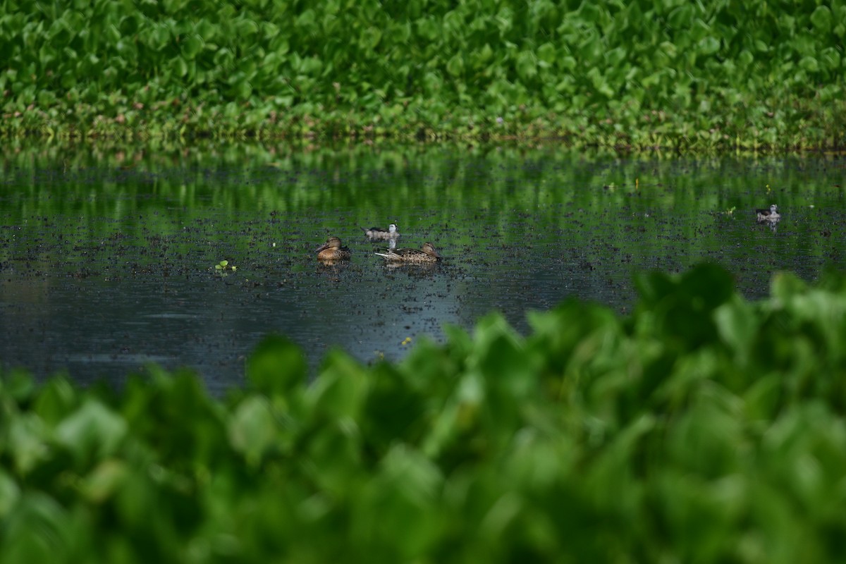 Northern Shoveler - ML643866875