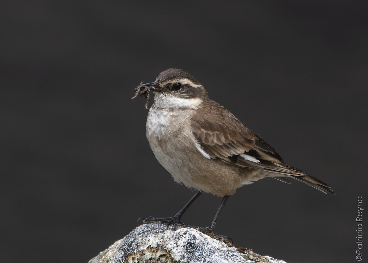 Cream-winged Cinclodes - ML643866876