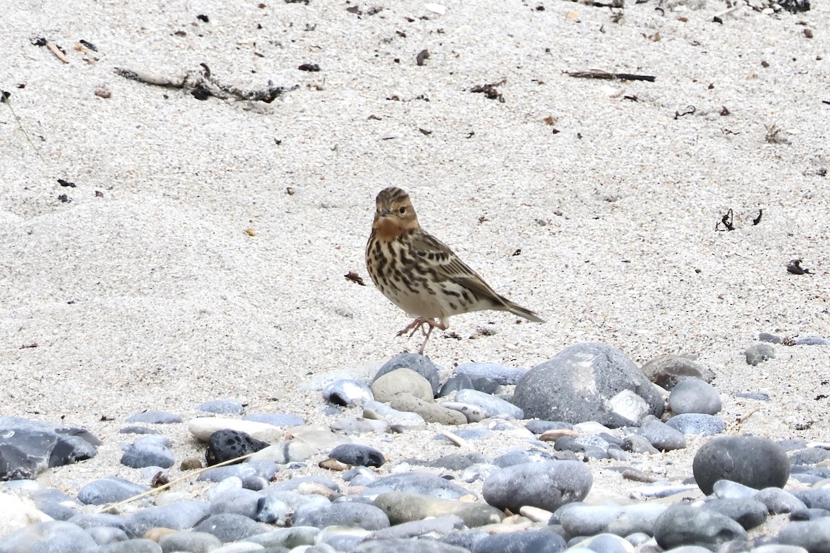 Red-throated Pipit - ML643866877
