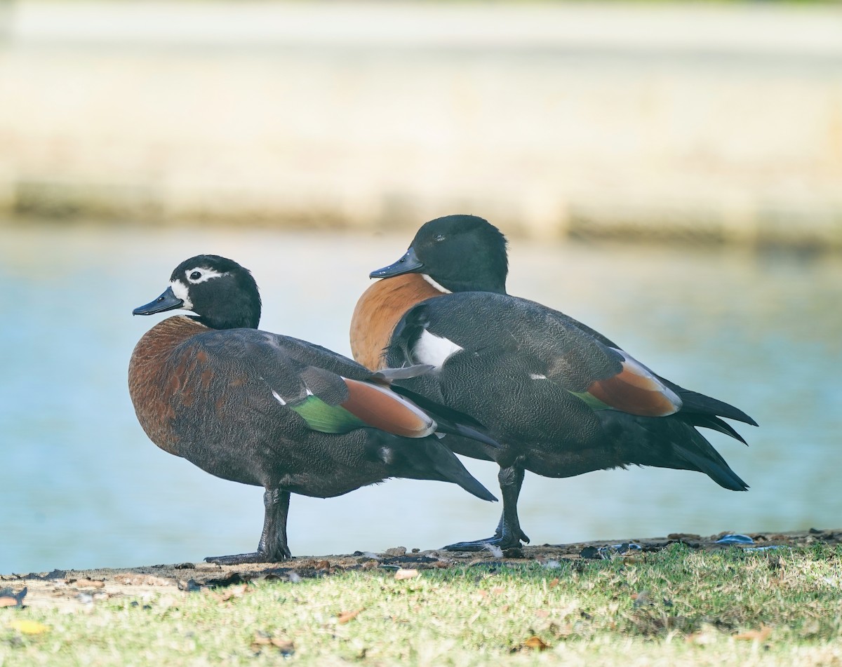 Australian Shelduck - ML643866887