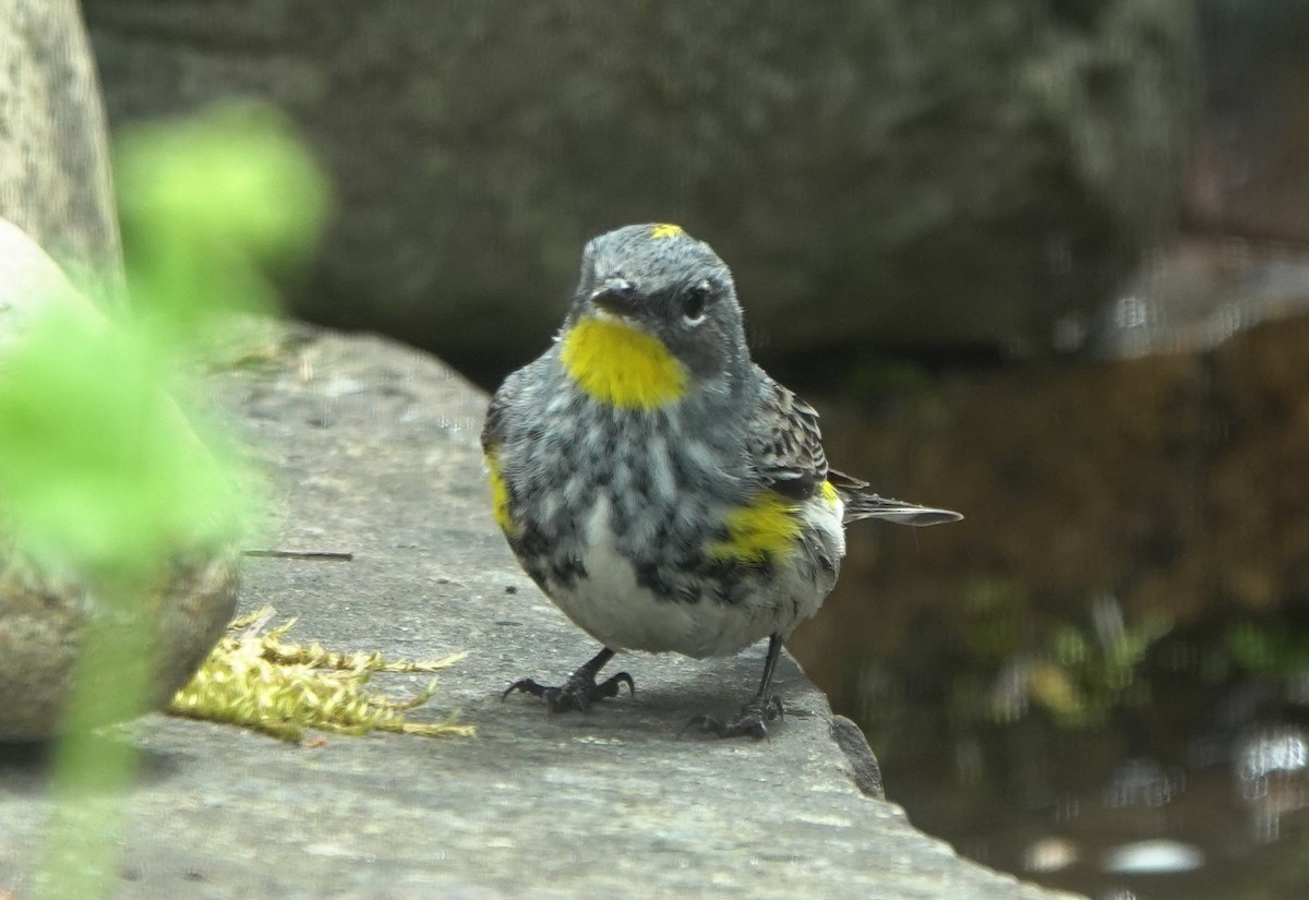 Yellow-rumped Warbler (Myrtle x Audubon's) - ML643866896