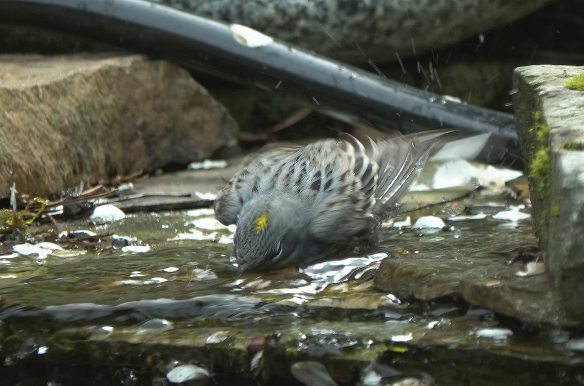 Yellow-rumped Warbler (Myrtle x Audubon's) - ML643866897