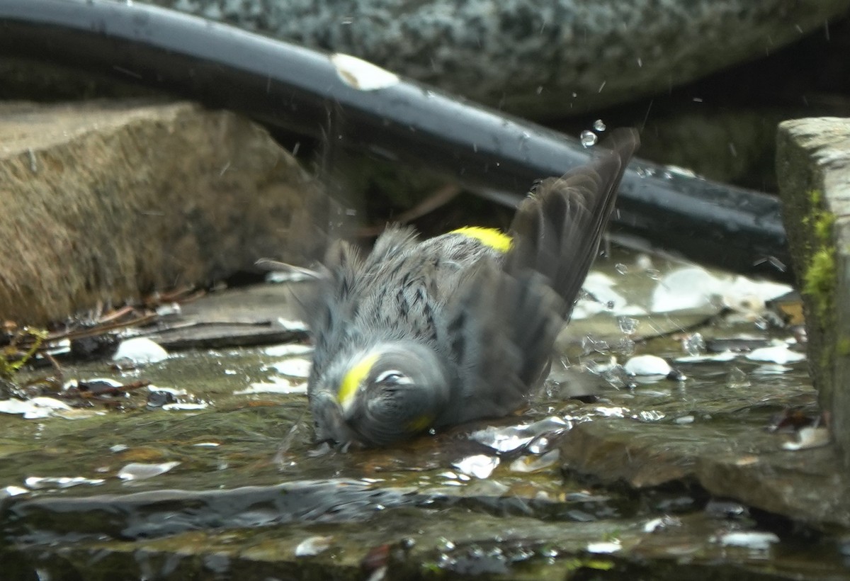 Yellow-rumped Warbler (Myrtle x Audubon's) - ML643866898
