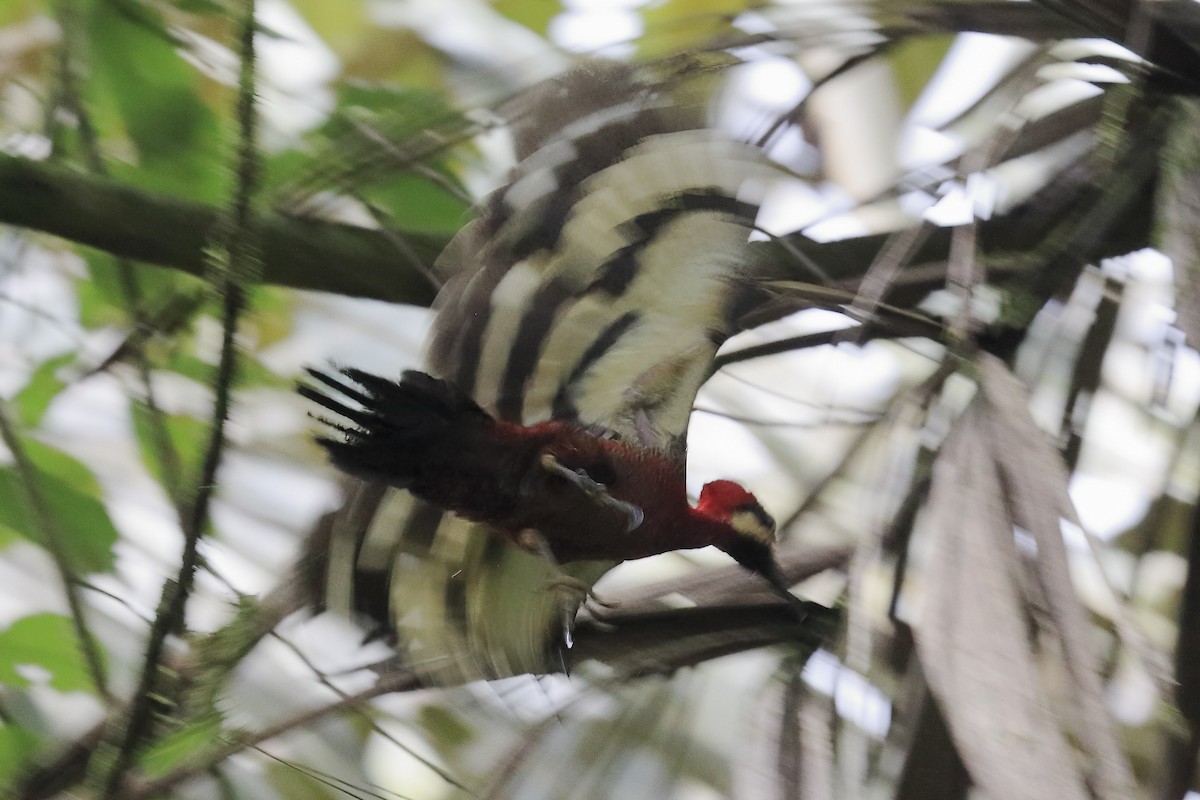 Crimson-bellied Woodpecker (Splendid) - ML643866902