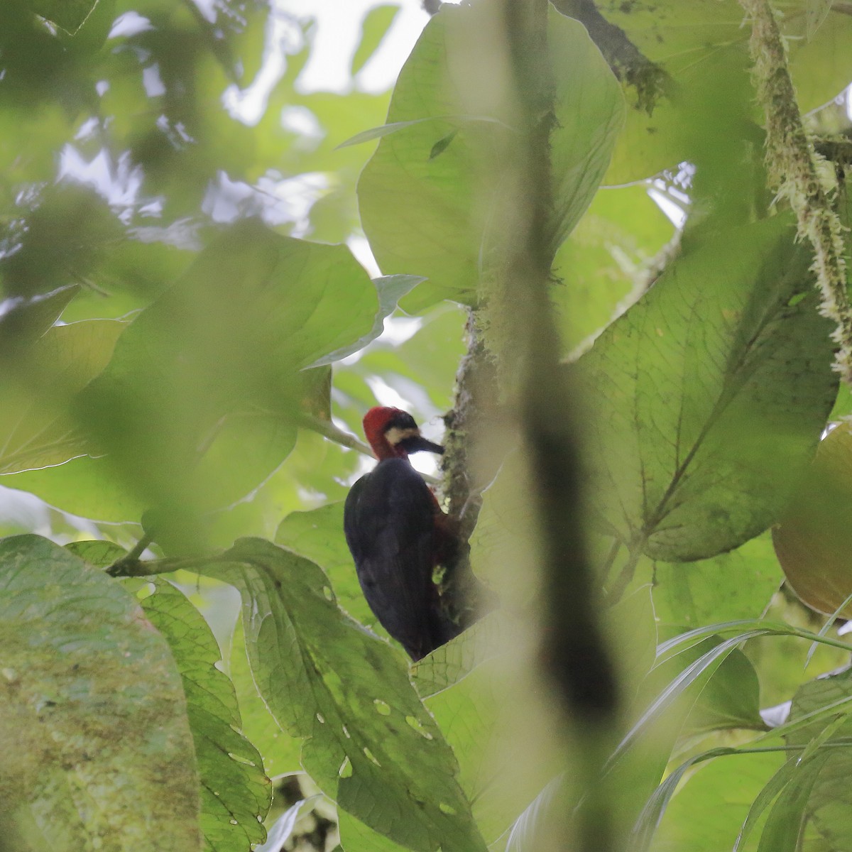 Crimson-bellied Woodpecker (Splendid) - ML643866903