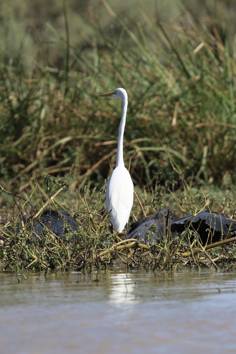 Yellow-billed Egret - ML643866906