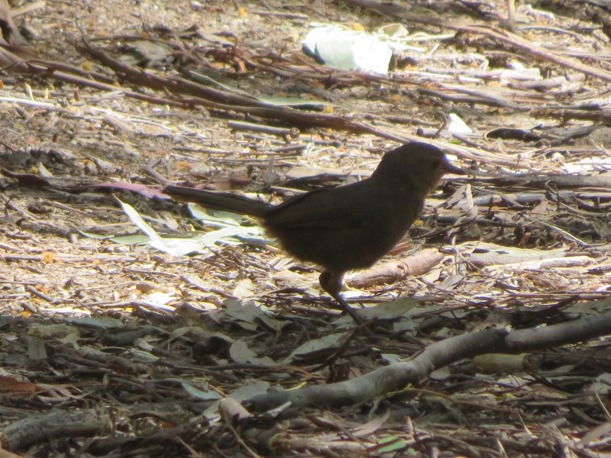 Pilotbird - ML643866910