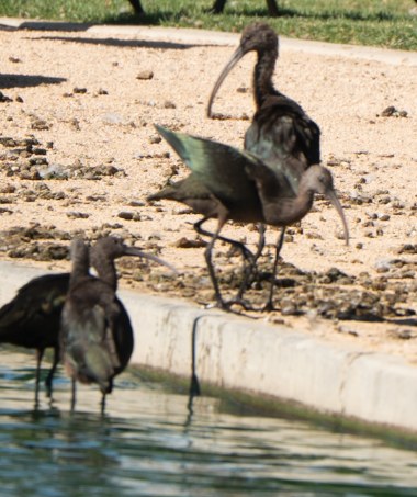 White-faced Ibis - ML643866914