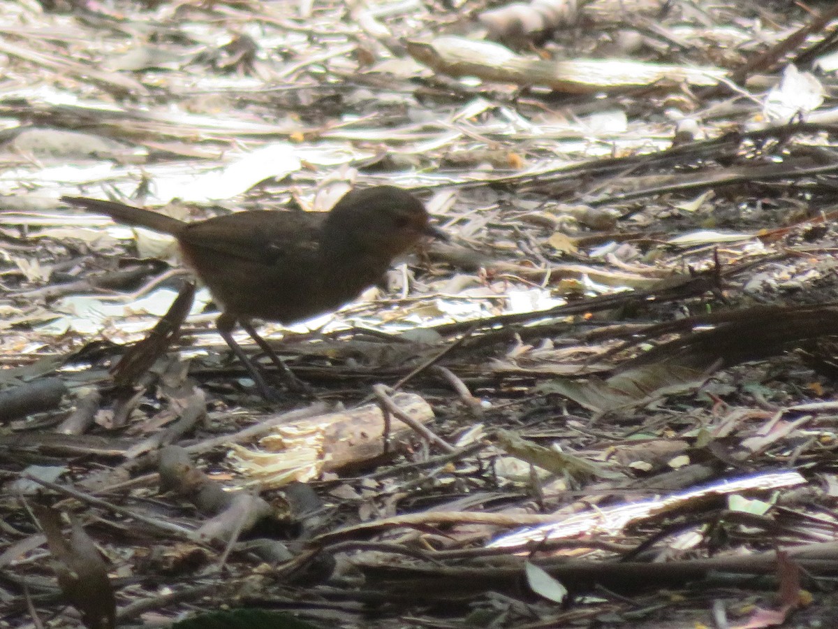 Pilotbird - ML643866915