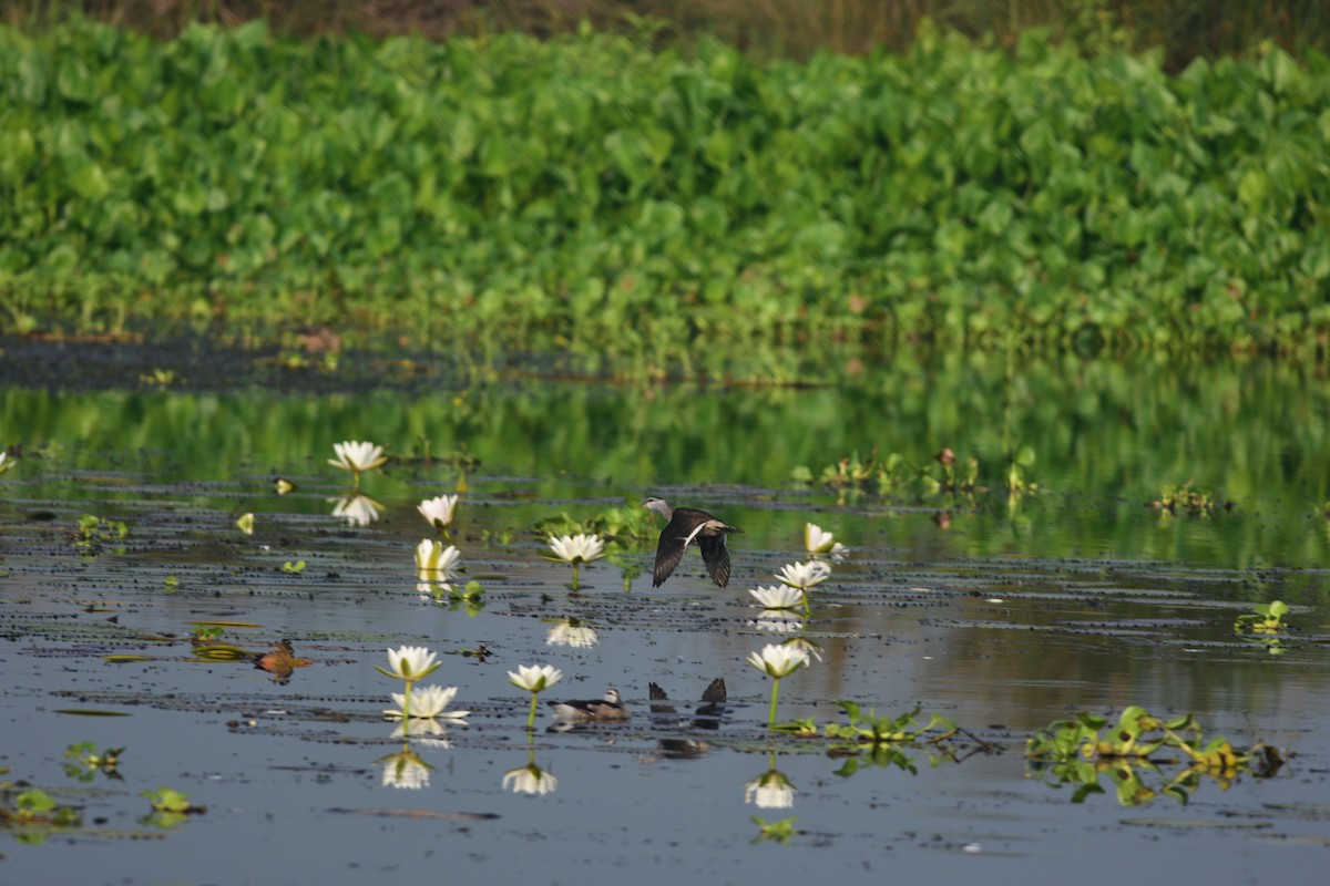 Cotton Pygmy-Goose - ML643866951