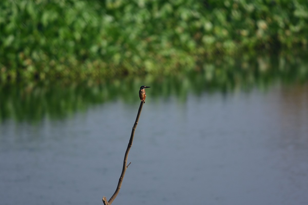 Common Kingfisher - ML643866956