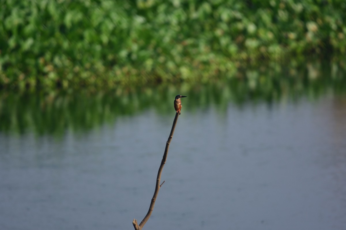 Common Kingfisher - ML643866957