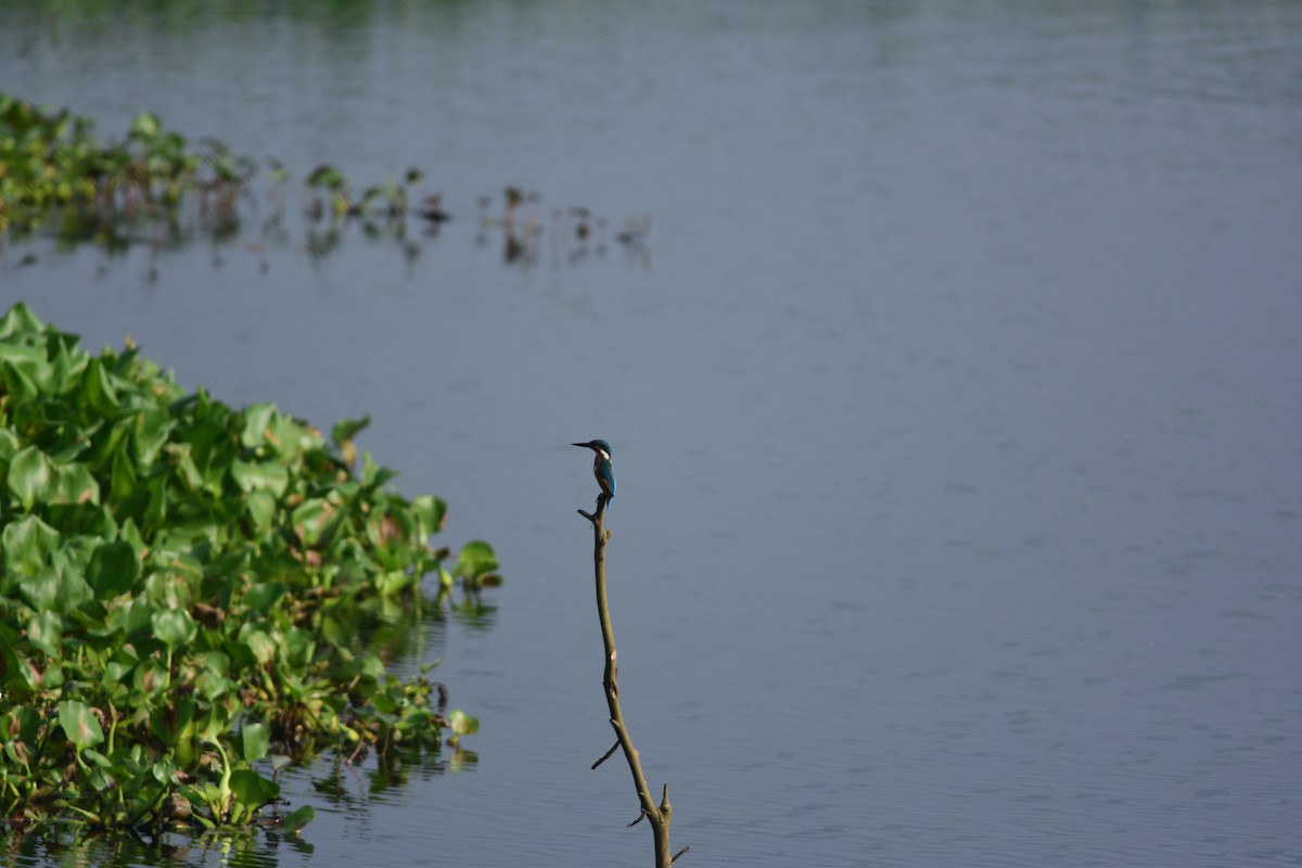 Common Kingfisher - ML643866958