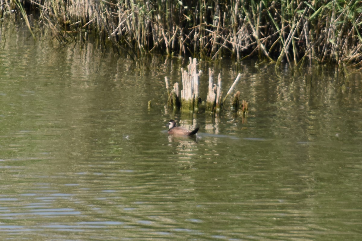 White-headed Duck - ML643866970