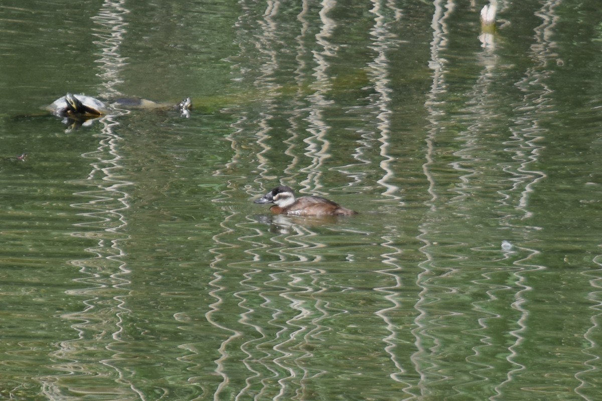 White-headed Duck - ML643866976