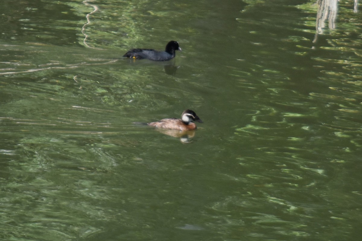 White-headed Duck - ML643866977