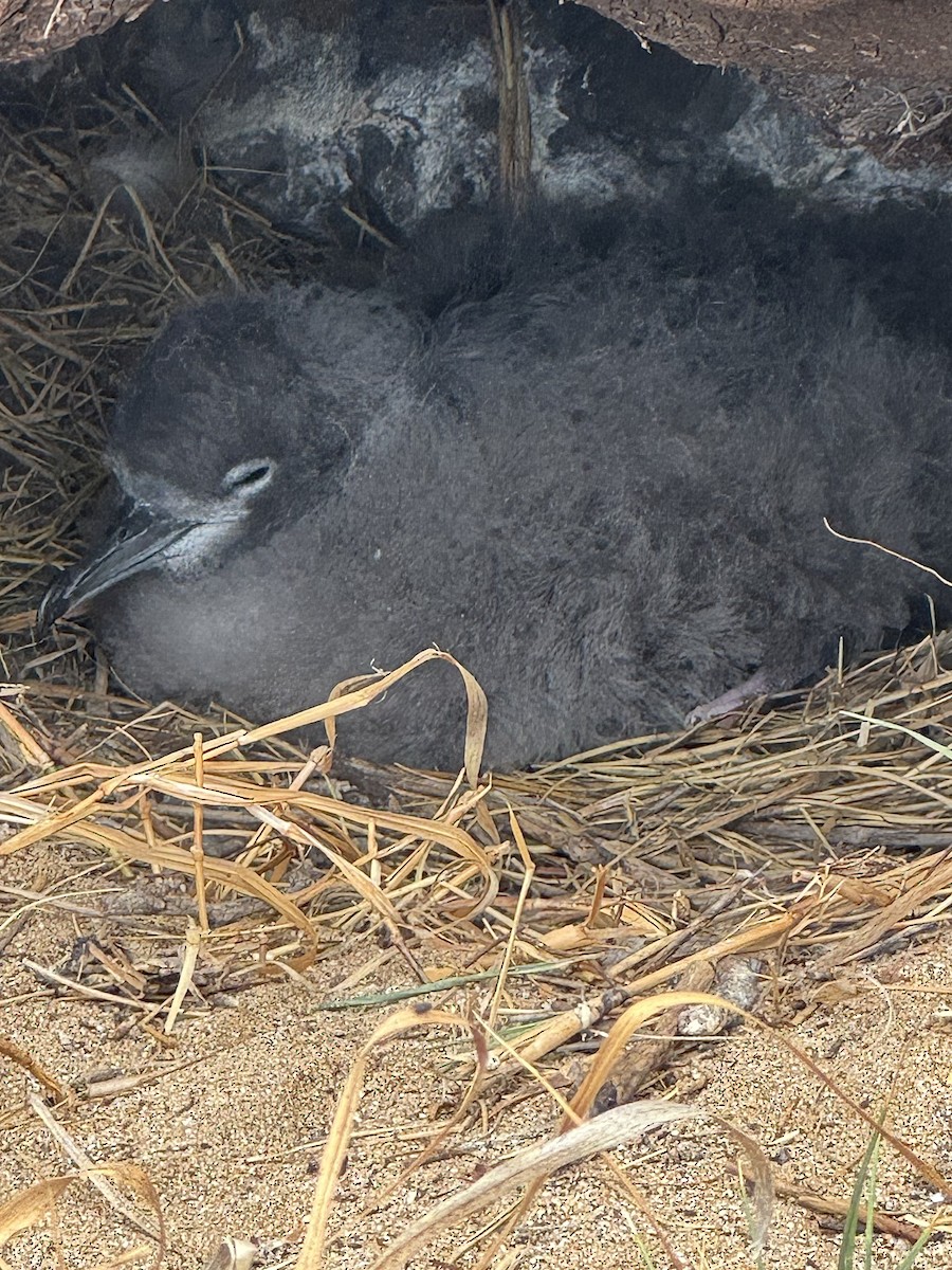 長尾水薙鳥 - ML643866979