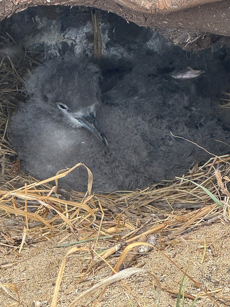 長尾水薙鳥 - ML643866980