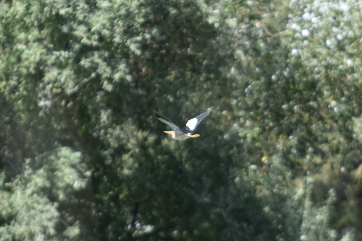 Little Bittern - ML643866991