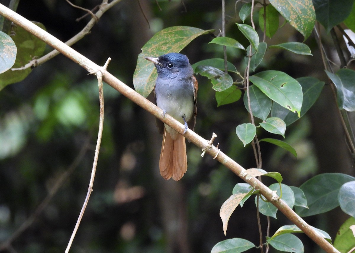 Blyth's Paradise-Flycatcher - ML643866992