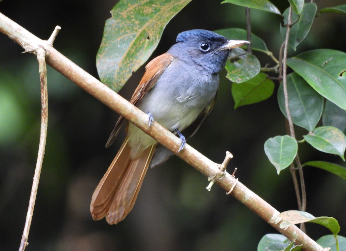 Blyth's Paradise-Flycatcher - ML643866993