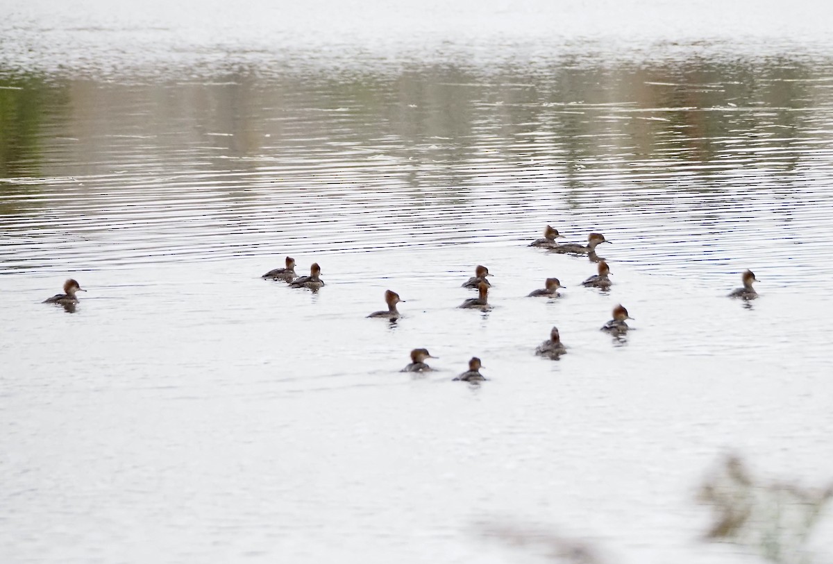 Hooded Merganser - ML643866994