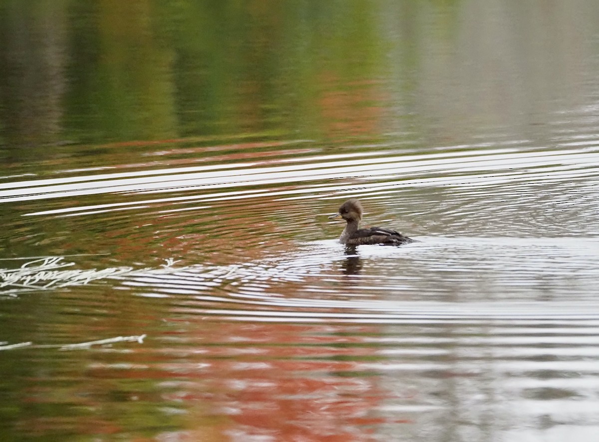 Hooded Merganser - ML643866995