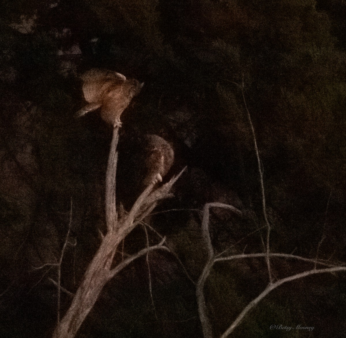 Great Horned Owl - ML643866999